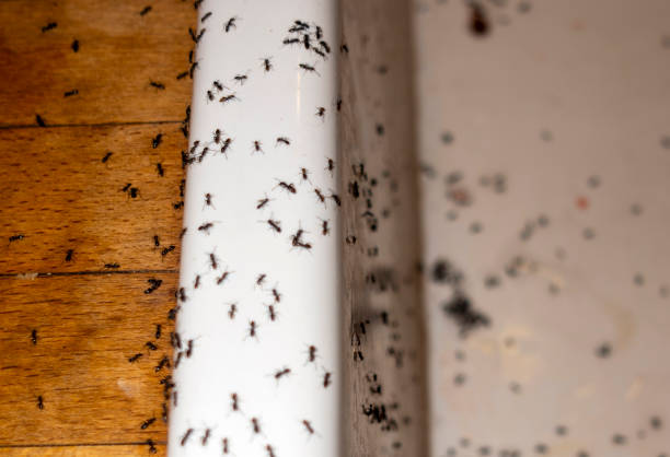 Best Local Pest Control Services  in Big Lake, WA