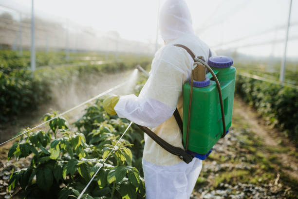 Best Affordable Pest Control Services  in Big Lake, WA